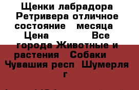 Щенки лабрадора Ретривера отличное состояние 2 месяца › Цена ­ 30 000 - Все города Животные и растения » Собаки   . Чувашия респ.,Шумерля г.